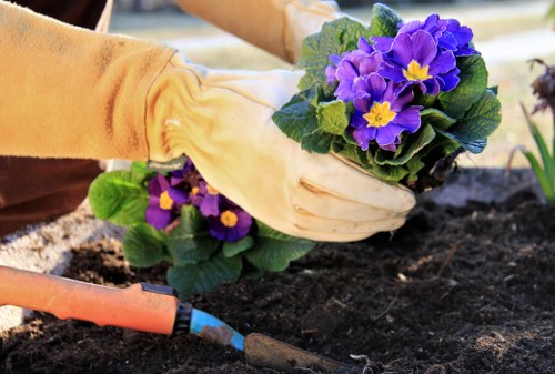 A gardener wearing light-colored gloves is planting purple and yellow-flowered primroses into dark, moist soil within a neatly maintained garden bed. The garden features a soft grass lawn in the foreground, bordered by a wooden edging that separates the lawn from the planting area. In the background, there are additional flowering plants, green foliage, and a blurred outdoor setting suggesting a well-kept garden space typical of Uxbridge. The scene is illuminated by natural daylight, indicating fair weather conditions, and subtly reflects professional gardening activities focused on enhancing garden aesthetics and health. The garden appears organized, with healthy, vibrant plants and a clean, well-prepared planting bed, aligning with services offered by Garden Maintenance Uxbridge for outdoor gardening and landscape enhancement.
